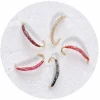 Jenzi Premium Hegene Berta Gr.14 – 5 Nymphen